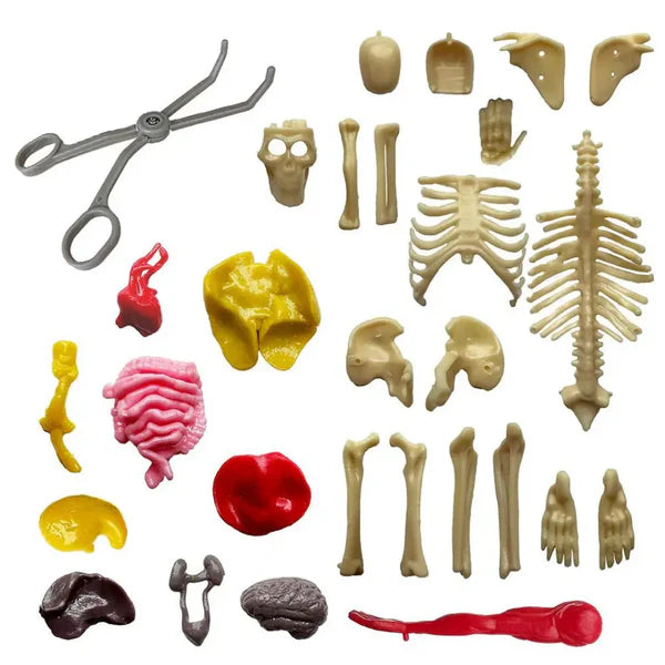 Anatomia Humana 3D Kids